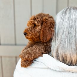 Slate - Apricot male Goldendoodle puppy in Shingle Springs, California from Kindred Oak Goldendoodles