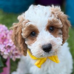 Basil - male Cavapoochon puppy in North Lawrence, Ohio from Liberty Pups
