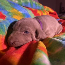 Weimaraner Puppies from North Georgia Weims