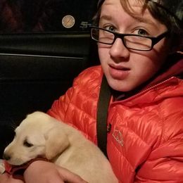 Labrador Retriever Puppies from Roxanne Lee