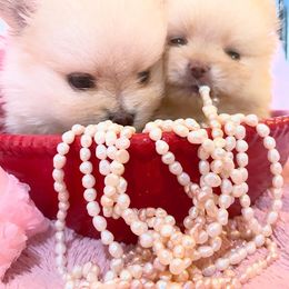Pomeranian Puppies from Floki & Fibi Pomeranians