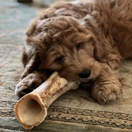 Goldendoodle Puppies from Barnwood Doodles