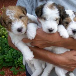 Crystal - White black and tan female Wire Fox Terrier puppy in Rochester, New York from LT Wire Fox Terriers