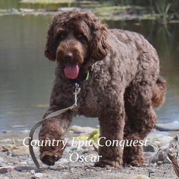 Oscar - Australian Labradoodle