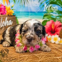 Leilani - Red phantom female Aussiedoodle puppy in Roebuck, South Carolina from Dani's Dandy Doodles