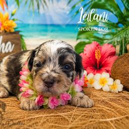 Leilani - Red phantom female Aussiedoodle puppy in Roebuck, South Carolina from Dani's Dandy Doodles