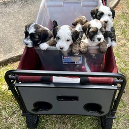 "Mo Mo's babies going for a ride!" Tibetan Terrier Puppies from Rama Kha Tibetans