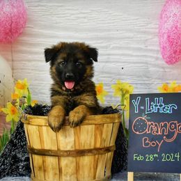 Orange Collar Boy - Sable German Shepherd puppy in Kansas City, Missouri from Zwinger von dem Bauernhof