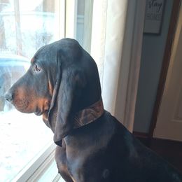 Black and Tan Coonhound All Grown Up from Tinkers hounds