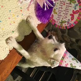 Parson Russell Terrier All Grown Up from HeartSongs Haven /Northeast Division