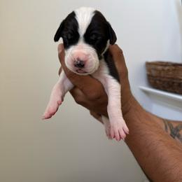 Green collar boy - Mantle male Great Dane puppy in Salem, Oregon from Sahara’s Danes