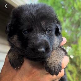 Girl 7 - Black and tan female German Shepherd puppy in Windsor, Colorado from German Shepherds