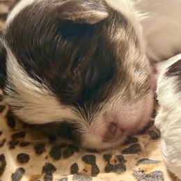 Clara - Chocolate, tan and white female Yorkshire Terrier puppy in Tangipahoa County, Louisiana from Riche’ Louisiana Yorkies