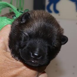 Green Collar - Red male Eurasier puppy in Lakewood, Ohio from Exquisite Eurasier