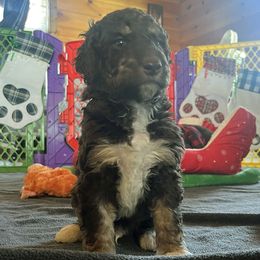 Girl 3 - female Aussiedoodle puppy in Springfield, Missouri from Doodle Dandy Bernedoodles & Aussiedoodles