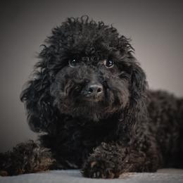 Stevi - Poodle
