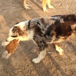 Australian Shepherd All Grown Up from TX Wild Heart Aussies