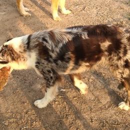 Australian Shepherd All Grown Up from TX Wild Heart Aussies