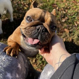 French Bulldog All Grown Up from Phoenix Rising