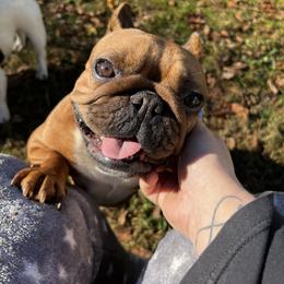 French Bulldog All Grown Up from Phoenix Rising