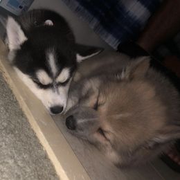 Pomskies from L&B Pomsky’s