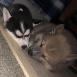 Pomskies from L&B Pomsky’s