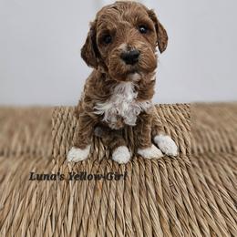 Yellow Girl - Apricot female Labradoodle puppy in Payson, Utah from Utah County Labradoodles
