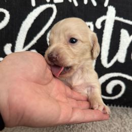 Girl 2 - Cream female Dachshund puppy in Allenhurst, Georgia from B’s Dapper Dachshunds