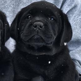 Girl 3 - Black female Labrador Retriever puppy in Plainwell, Michigan from Preuss Puppies