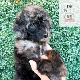Dr Pepper - Blue merle female Aussiedoodle puppy in Corydon, Indiana from Ridgeline Doodles