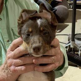 Border Collies from GTR K9 Border Collies