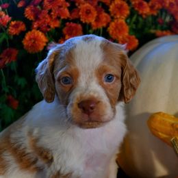 Gordon - Orange roan male Brittany puppy in Hollidaysburg, Pennsylvania from Royal Flush Farms