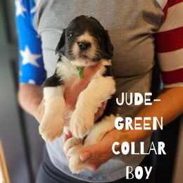 Jude - Saint Berdoodle puppy from Doodles by Starlight