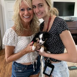 Miniature Australian Shepherd and Toy Australian Shepherd Puppies from Sunset Hill Mini & Toy Aussies