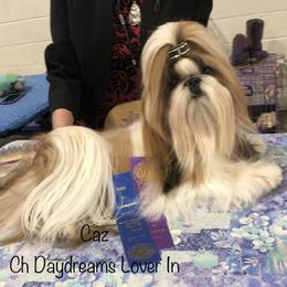 Caz - Shih Tzu