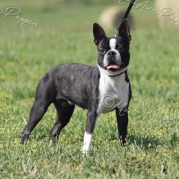 Sadie - Boston Terrier
