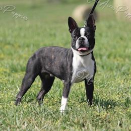 Sadie - Boston Terrier