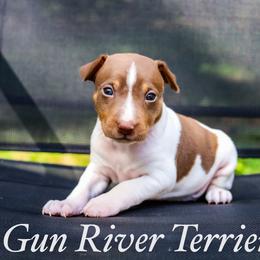 Chocolate Tri - White, chocolate and tan male Rat Terrier puppy in Allegan, Michigan from Gun River Terriers