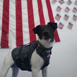 Smooth Fox Terriers from Freedom Kennel