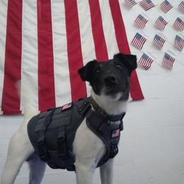 Smooth Fox Terriers from Freedom Kennel