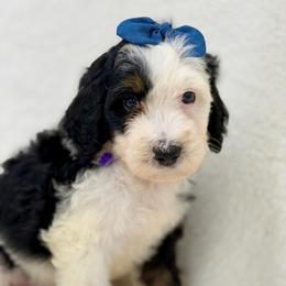 Sudsy - Tri-color female Bernedoodle puppy in Hegins, Pennsylvania from Bubbling Springs Doodles, LLC
