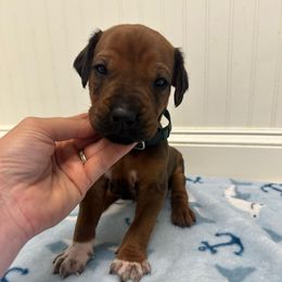 Hank - Rd whtn blk nose male Rhodesian Ridgeback puppy in Montgomery, Texas from Timber Ridge Kennels