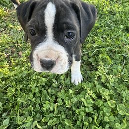 Boxer Puppies from House of boxers