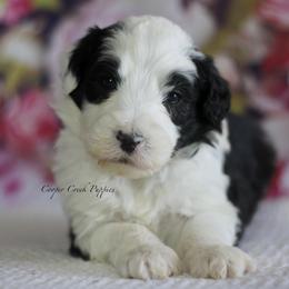 Elmer - Black and white male Sheepadoodle puppy in Lowry City, Missouri from Cooper Creek Puppies