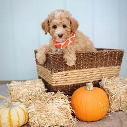 Jay - Red  male Goldendoodle puppy in Boise, Idaho from Goldendoodle Baby