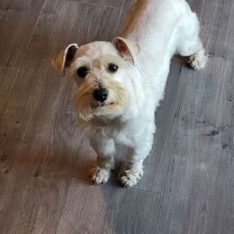 Lucy - Miniature Schnauzer