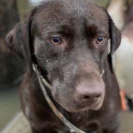 Labrador Retrievers from Broneck Kennels LLC