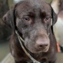 Labrador Retrievers from Broneck Kennels LLC