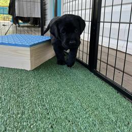 Labrador Retriever Puppies from Cornish Mountain Labradors