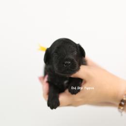 King - Black male Cavapoo puppy in Republic, Missouri from Red Skye Puppies